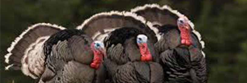 آموزش پروش بوقلمون