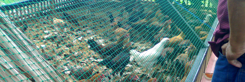 آموزش پرورش مرغ بومی