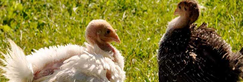 از مزایای دوره پرورش بوقلمون کسب سود می باشد