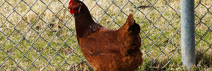 دوره پرورش مرغ بومی