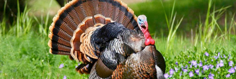 بوقلمون یکی از انواع ماکیان است که از گوشت و تخم آن استفاده میشود. 