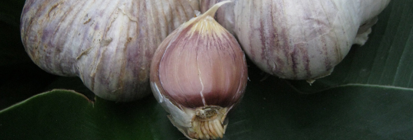 طب سنتی از دوره های علوم نظری و علمی است