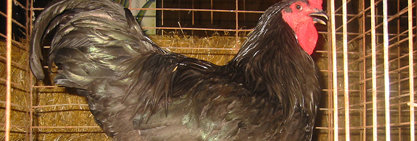 مدرک پرورش مرغ بومی