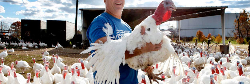 پرورش بوقلمون مستلزم داشتن تجربه است. 