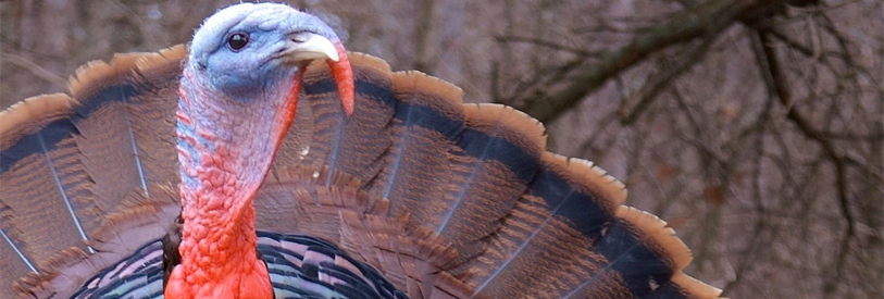 گوشت بوقلمون در مقایسه با گوشت قرمز خواص بسیاری دارد. 