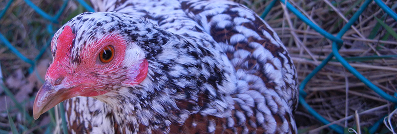 مرغ ، یک از ماکیان است که شرایط پرورش آن نسبتا ساده است. 