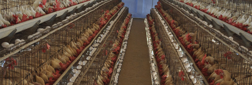 مدرک آموزش گواهینامه دوره