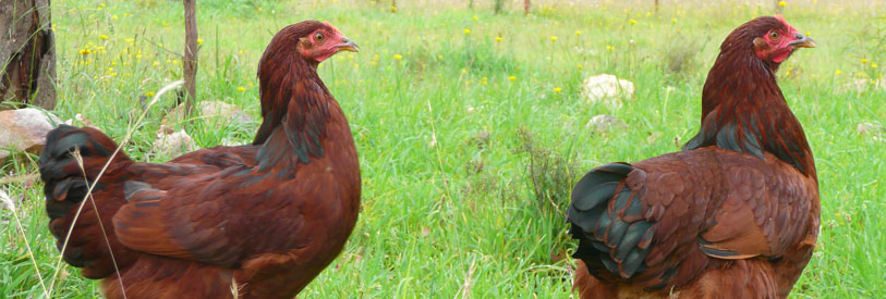 مدرک گواهینامه آموزش دوره