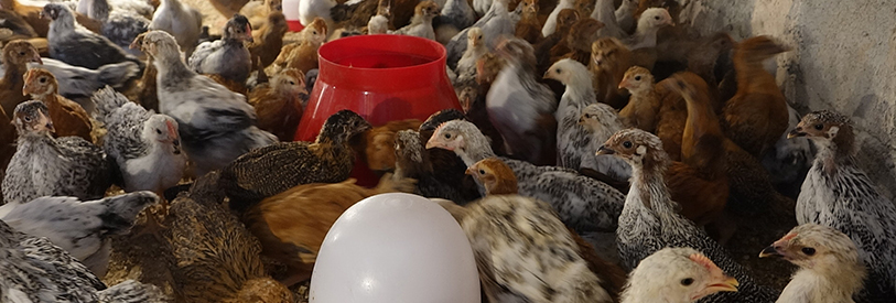 کسب مدرک پرورش مرغ بومی می تواند مراحل اخذ مجوز را تسریع نماید.