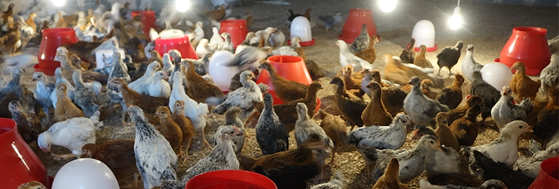 پرورش مرغ بومی یکی از حوزه های مناسب برای کار آفرینی است.