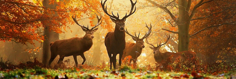 اصول-عکاسی-حیات-وحش