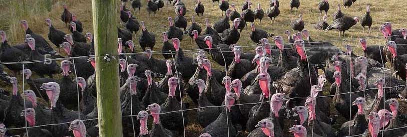 نگهداری از بوقلمون های جوجه از مشکلات پرورش بوقلمون است.