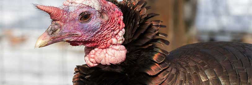 دریافت گواهینامه پرورش بوقلمون از مرکز آموزش مجازی پارس امکان پذیر است.