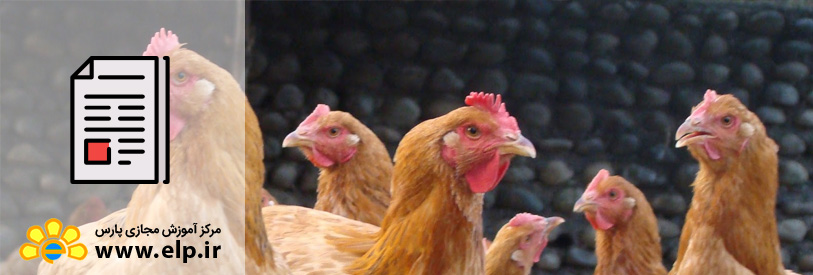 پرورش مرغ بومی