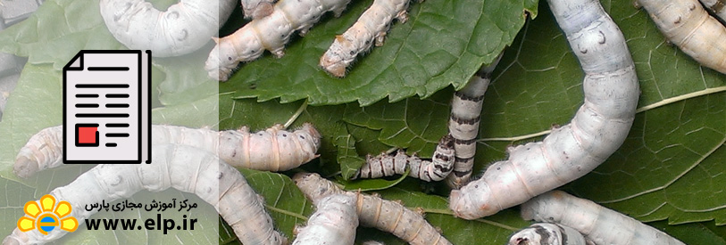 پرورش کرم ابریشم