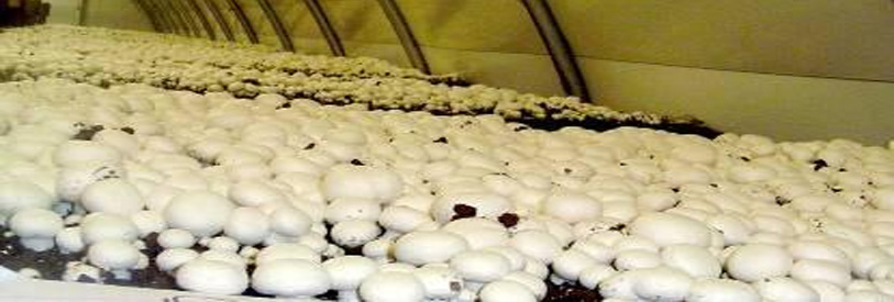 پرورش قارچ های صدفی