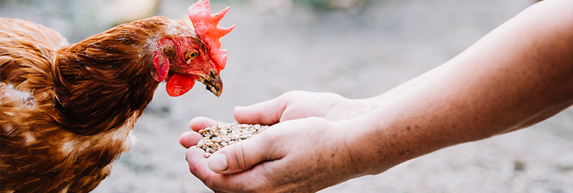 بعد از پرورش طیور صنعتی ، پرورش مرغ بومی بیشترین بازدهی از درآمد را دارد