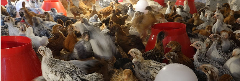 پرورش مرغ بومی یک کسب و کار پر منفعت است .