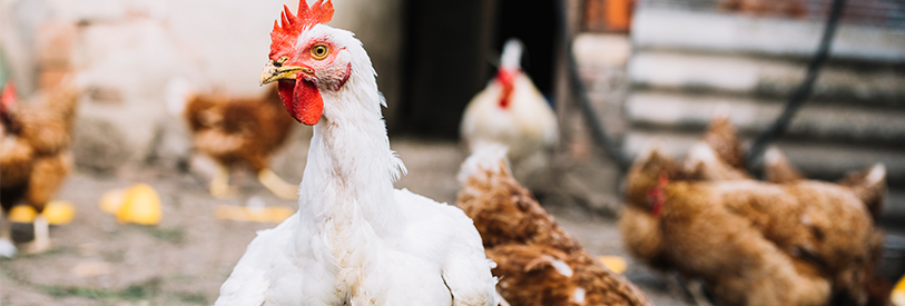 با سرمایه اولیه می توان به پرورش مرغ بومی مشغول شد