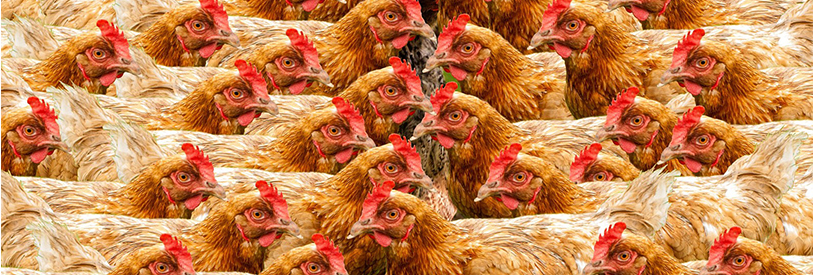 کسب مدرک پرورش مرغ بومی می تواند روند کسب جواز را تسهیل نماید.