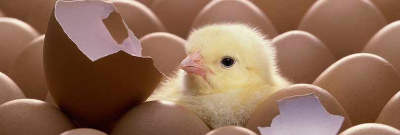 آموزش پرورش مرغ بومی می تواند زمینه ساز آغاز یک کسب و کار پر رونق باشد.