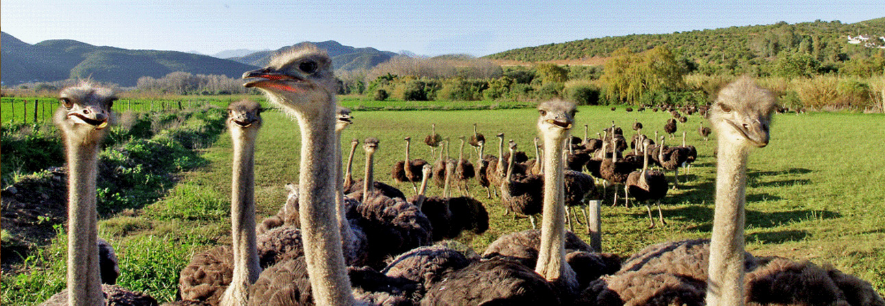 پرورش شترمرغ