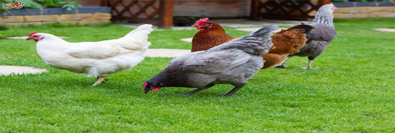 پرورش مرغ بومی و مزیت های آن