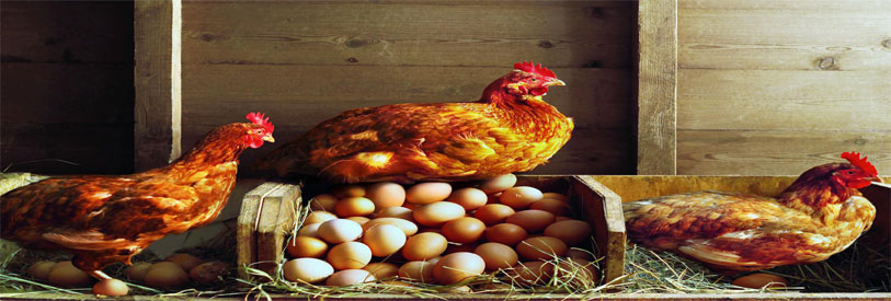 پرورش مرغ به تعداد متعدد