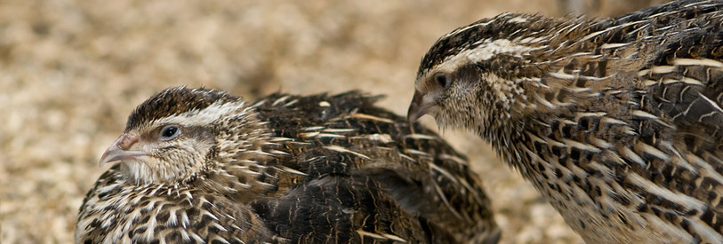  تاریخچه پرورش بلدرچین