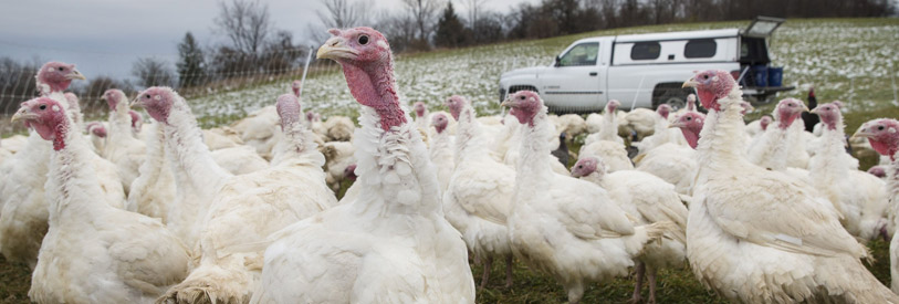 بوقلمون (Turkey) چیست؟