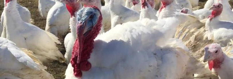 مضرات مصرف گوشت بوقلمون