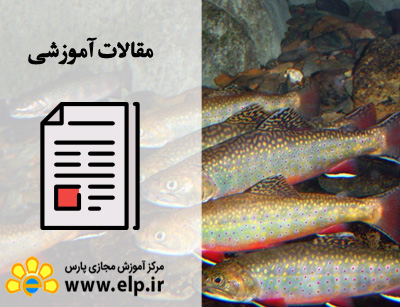 مقاله پرورش ماهی قزل آلا