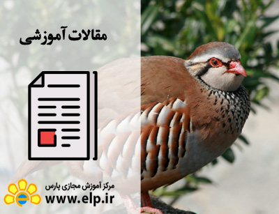 مقاله پرورش کبک