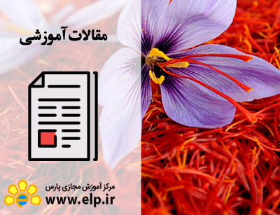 مقاله کشت زعفران