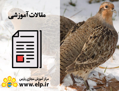 مقاله پرورش کبک بومی