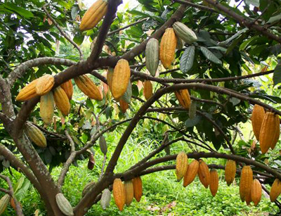 مقاله زراعت و اصلاح نباتات