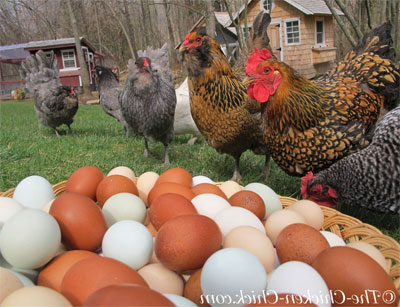 مرغ بومی چیست