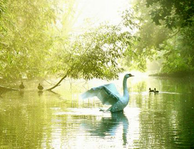 آشنایی با عکاسی حیات وحش