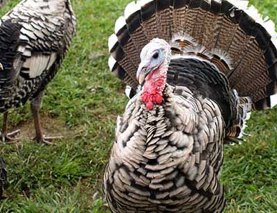 مراحل پرورش بوقلمون