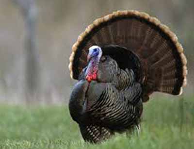 پرورش بوقلمون