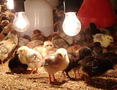 پرورش مرغ بومی با سرمایه کم