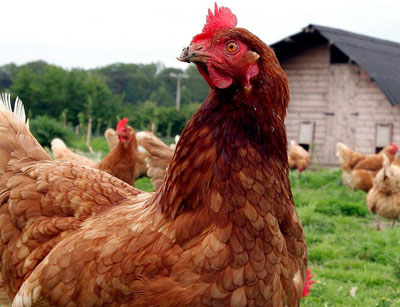 کسب درآمد از روش پرورش مرغ بومی