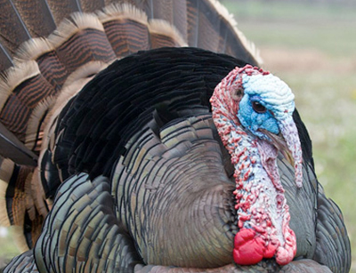 سودآوری پرورش بوقلمون