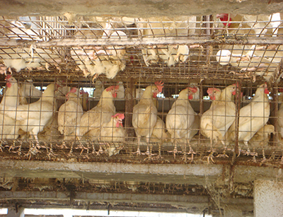 شرایط پرورش مرغ بومی