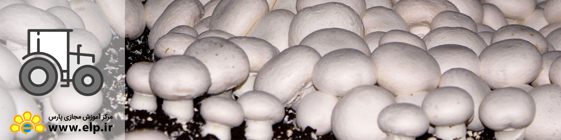 پرورش قارچ خوراکی 
