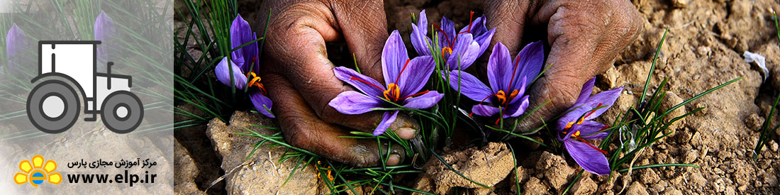 کشت و فراوری زعفران