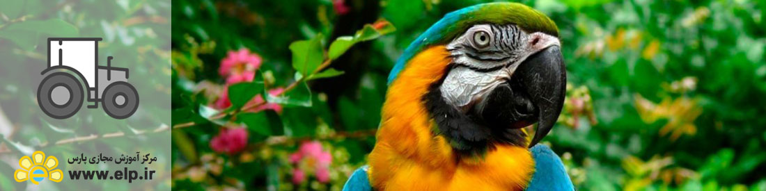 پرورش پرندگان زینتی